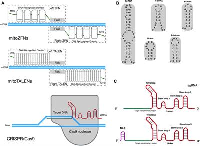 Current Progress of Mitochondrial Genome Editing by CRISPR